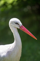 Close-up of Stork with diffused Background