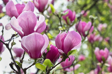 blossoming branch of pink magnolia closeup