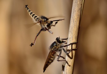Courtship ritual of robber flies, in full flight