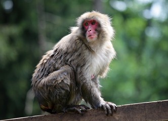 Macaque Japanese