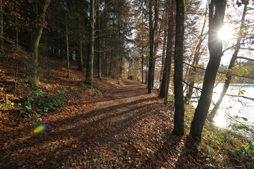 Herbstlicher Weg am Rothauer See im Gegenlicht