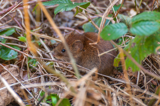 Mouse
