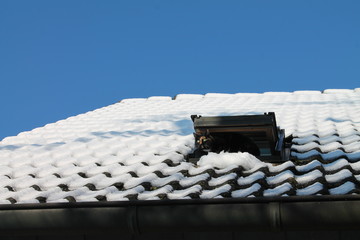 Cat on a cold Tin Roof