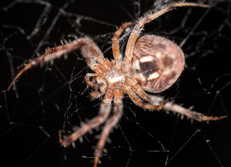 Spider on the web