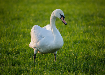 Swans at a small pon in Erlangen