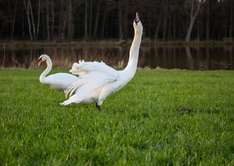 Swans at a small pon in Erlangen