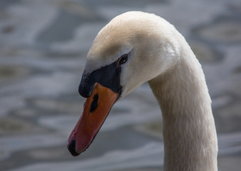Swans at a small pon in Erlangen
