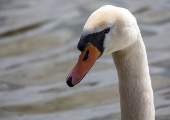 Swans at a small pon in Erlangen