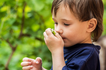 Little boy in the garden smelling the peppermint leaf
