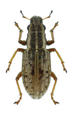 Beetle Sitona macularius on a white background