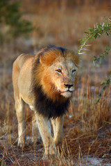 The Transvaal lion (Panthera leo krugeri), also known as the Southeast African lion or Kalahari lion, big male on a patrol