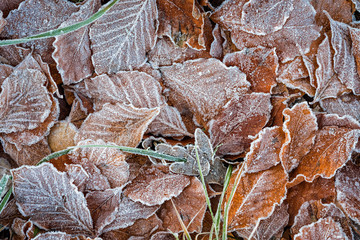 Frozen leaf background