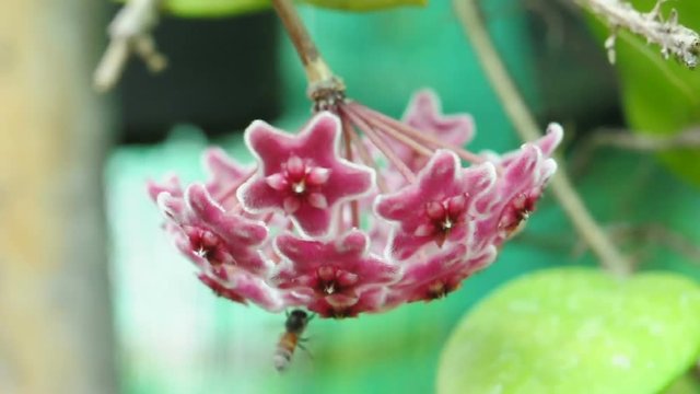 Red hoya flower and bee. (HD footage no sound)