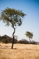 Two identical trees grow like clones in safari grassland in Ranthambore India