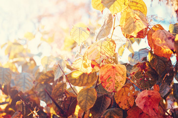 Beautiful close up image shot with colorful yellow red autumn fall leaves on tree branches, fall season, card wallpaper, textured background, copyspace for text