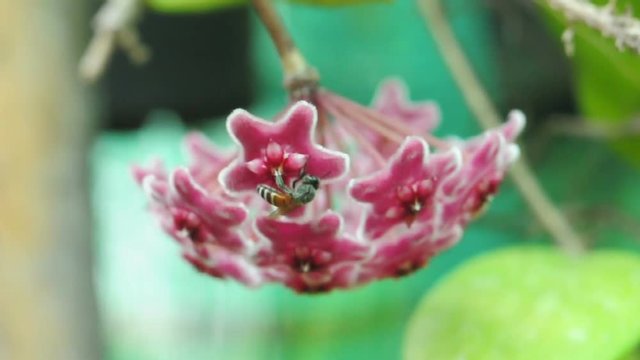 Red hoya flower and bee. (HD footage no sound)