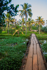 Fototapeta na wymiar Walkway through wetlands in Kerala India with palm trees in the distance