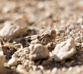 grasshopper on the ground in nature