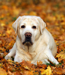a cute yellow labrador in the park in autumn