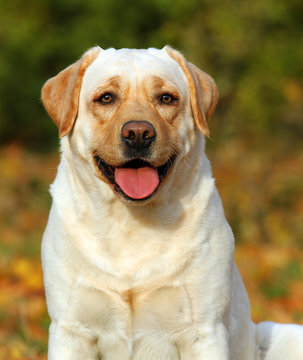 cute yellow labrador in the park in autumn
