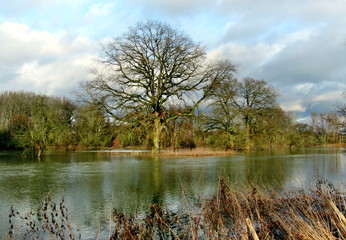 Fototapeta na wymiar Hochwasser im Naturschutzgebiet Budenheim