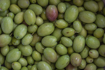 Fresh harvested olives, washed and ready to be pressed