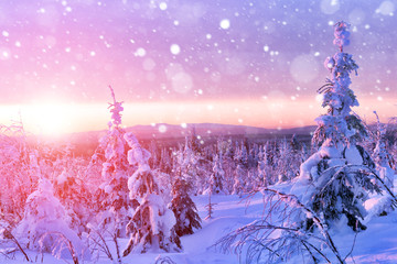 Snowstorm in the winter forest. Falling snow