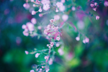 Fototapeta na wymiar Beautiful fairy pink white small flowers on colorful dreamy magic green blue purple blurry background, soft selective focus, macro closeup nature image shot, copyspace for text