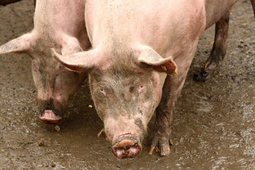 Detail of pigs face in the mud