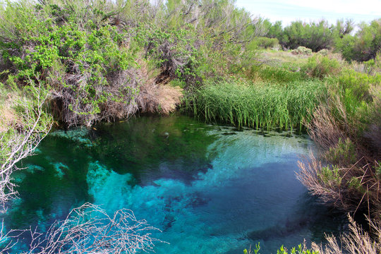 Natural Pool