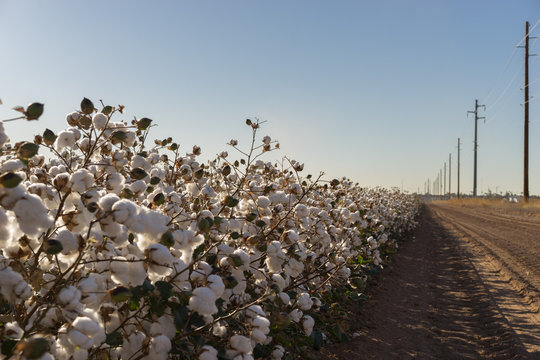 Cotton Bud Crop In Full Bloom