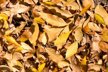 yellow leaves on the ground as a background