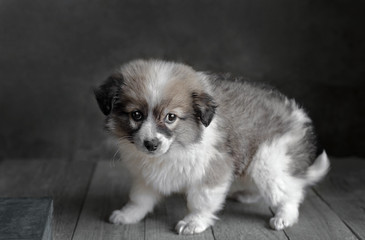 Little puppy stands on a dark gray background.