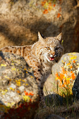 Bobcat standing by rocks
