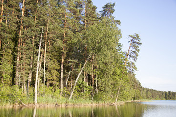 Forest By The Lake