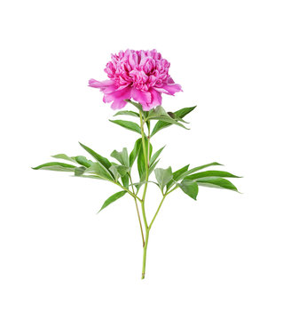 Fototapeta Peony flower on a white background