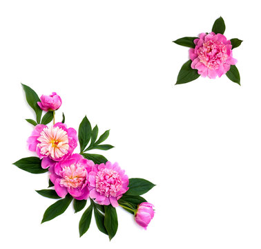 Frame of pink peonies with leaves on a white background with space for text. Top view, flat lay