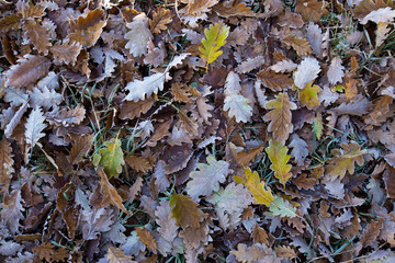 oak autumn leaf leaves pattern little frozen