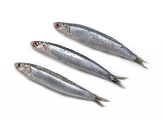 Fresh and raw mediterranean anchovies on white background
