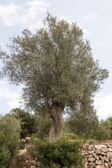 das andere Mallorca 