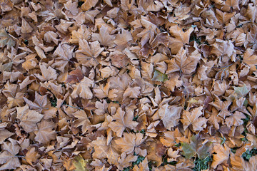sycamore autumn leaf leaves pattern little frozen