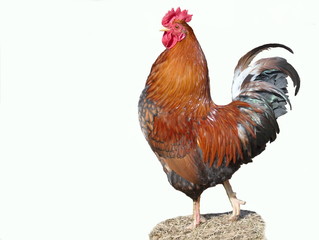 Cock isolated on a white background. 