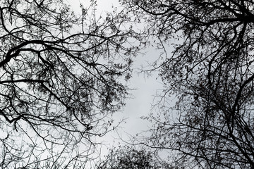 bottom view of silhouette black tree branches.