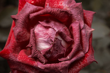 Red rose dying in autumn garden macro shot. Wilted rose. Sad fall mood. Wilting roses in fall. Vintage low saturated colors. Copyspace. Selective focus