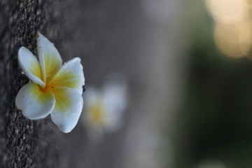 Frangipani at Pathway park