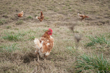 poulets dans un élevage en plein air