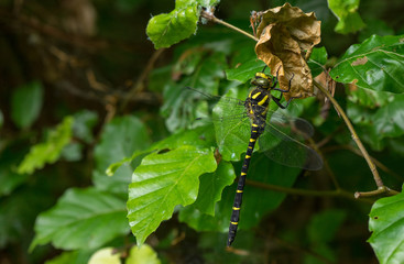 Schwarz Gelbe Libelle