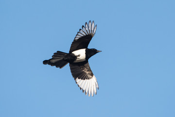 Eurasian Magpie, Common Magpie, Pica Pica