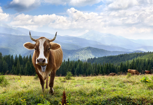 Cows on meadow in mountains on background of cloudy sky