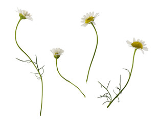 Set of daisy flowers
